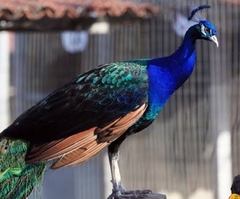 pavão de ombros Negros