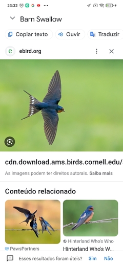 andorinha de bando (RECÉM-NASCIDO) - comprar online