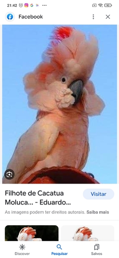 CACATUA DAS MOLUCAS