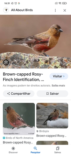 pinzão-montês-de-boné-marrom - comprar online