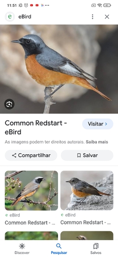 rubino de testa preta