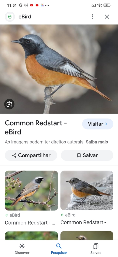 rubino de testa preta