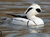 Banner de Clube das aves!
