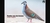 Banner rotativo 3