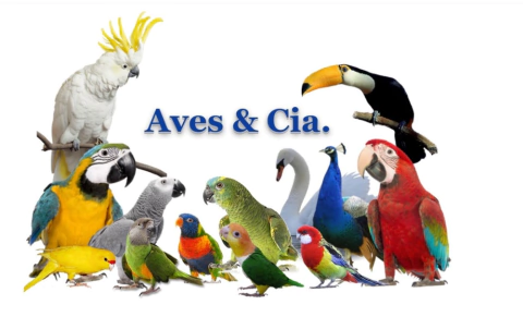 Clube das aves!