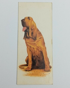 Card Cães de Raça / BLOOD HOUND N°21 - Nestle Surpresa