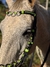 Traia de frente completa - preta/verde - LC Horses
