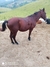 Vendo Cavalo manso avermelhado ótimo desempenho. na internet