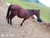 Vendo Cavalo manso avermelhado ótimo desempenho. na internet