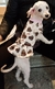 Vestido térmico para perritas coquettes - comprar online