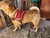Pechera Para Perros Arnés Pretal Anti Tirones Acolchado - comprar online