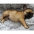 Cama para pet na internet