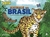 Animais do brasil- bloco de colorir