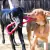 Kong Tug Toy Para Cães na internet