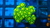 Zoas