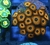 Zoas
