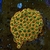Zoas