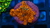 Zoas