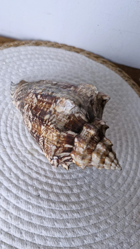 Concha Decorativa