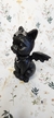 Bat Cat