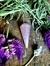 Rose Quartz Pendulum - buy online