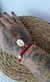 Cowrie Shell Bracelet (Various Colors) - buy online
