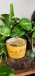 Goddess of Fortune Candle