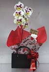 Orquídea Manchadinha