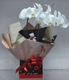 Orquídea Branca