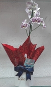 Orquídea Branca Manchadinha