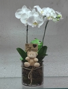 Orquídea Branca Jardinzinho