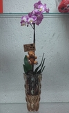 Orquídea Rosa no vaso de cristal