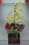 Orquídea Chuva de Ouro