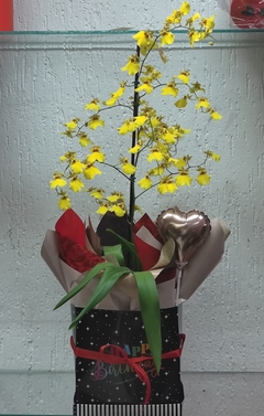 Orquídea Chuva de Ouro