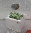 Echeveria no Vasinho