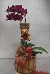 Mini Orquídea Rosa