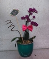 Mini Orquídea Púrpura