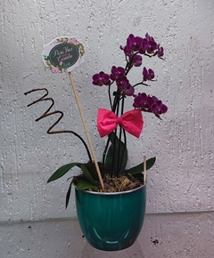 Mini Orquídea Púrpura