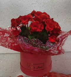 Arranjo de flores Begônia