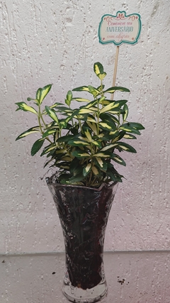 Evônimo do Japão no vaso de vidro