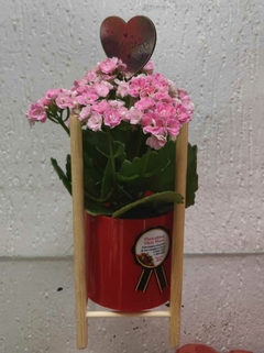 Flor da Fortuna Rosinha