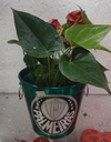 Antúrio no Vaso do Palmeiras