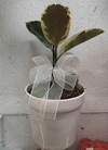 Falsa Seringueira