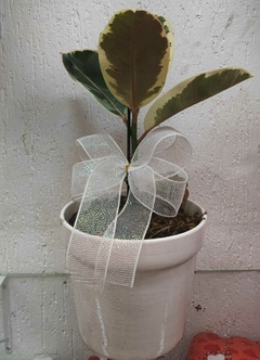 Falsa Seringueira