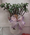 Planta de Jade