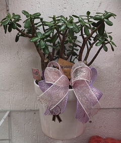 Planta de Jade