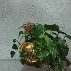 Planta Jibóia vaso dourado