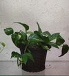 Planta Jibóia no vaso de vinil