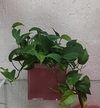 Planta Jibóia na caixa