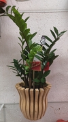 Planta da Fortuna no vaso de madeira